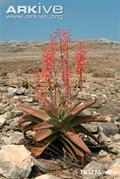 Aloe perryi  